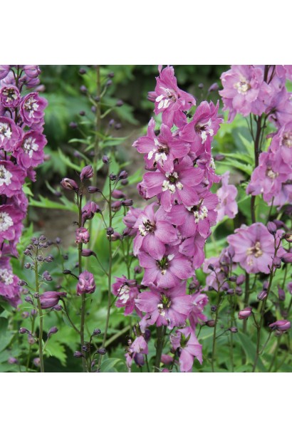 Дельфиниум Меджик Фонтейн Лилак Пинк Вайт Би в цветнике